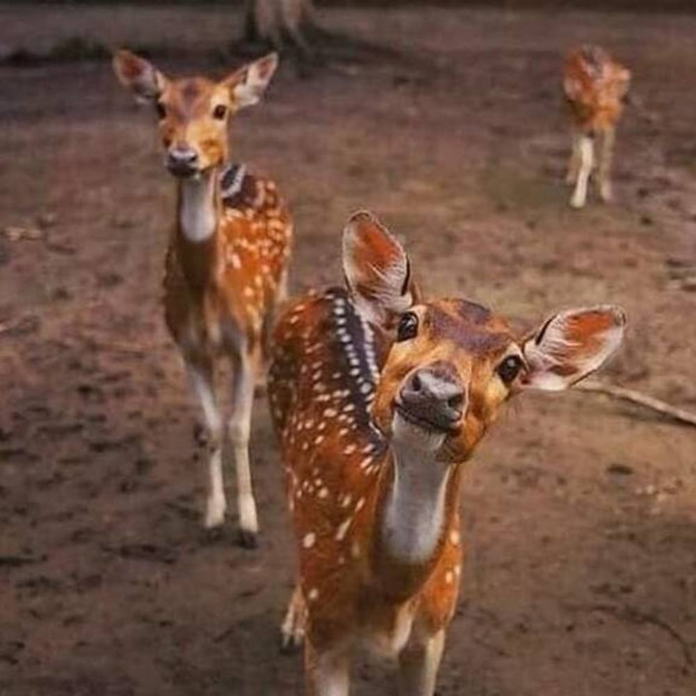 Meet your Posher, Cecilia